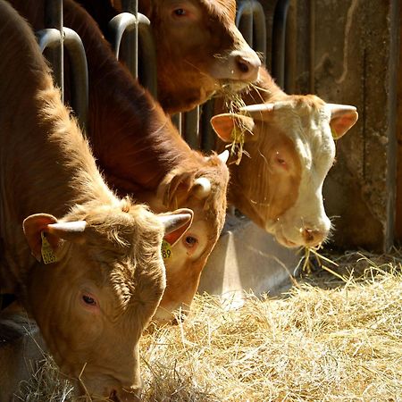 Farm Stay Malovscevo Vitovlje Bagian luar foto