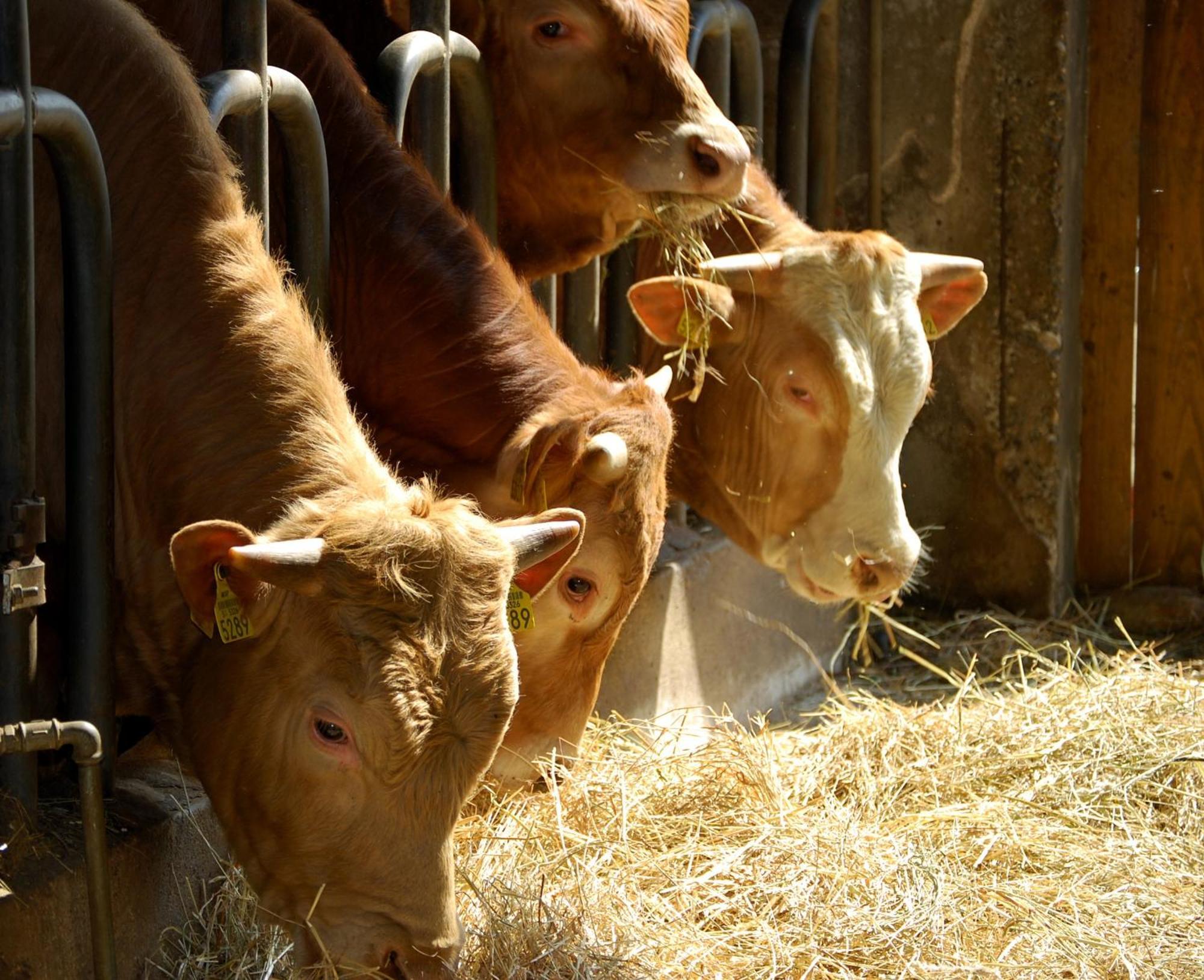 Farm Stay Malovscevo Vitovlje Bagian luar foto